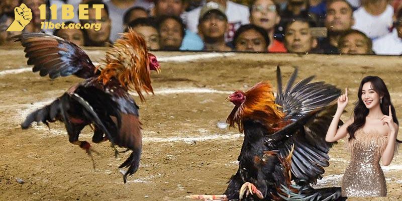 Đá gà hấp dẫn, kịch tính cập nhật mỗi ngày